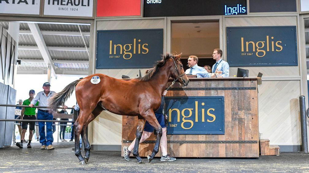 The I Am Invincible filly who sold for A$575,000 on the opening day of the Inglis Australian Weanling Sale
