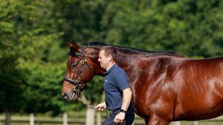 Allee De Bercy gets first-season sire Hello Youmzain off on the road to success