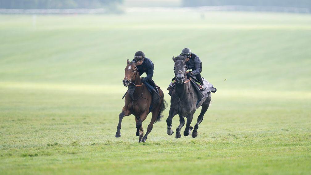 King Of Steel on the Limekilns short gallop with a stablemate 