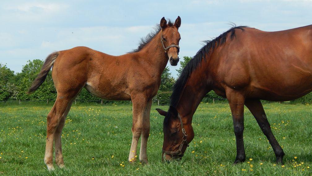 1,000 Guineas contender Star Style with her dam Sweet Cecily as a foal