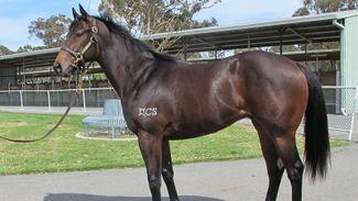 Tal Nolen’s 'Group 1' son of No Nay Never makes A$525,000