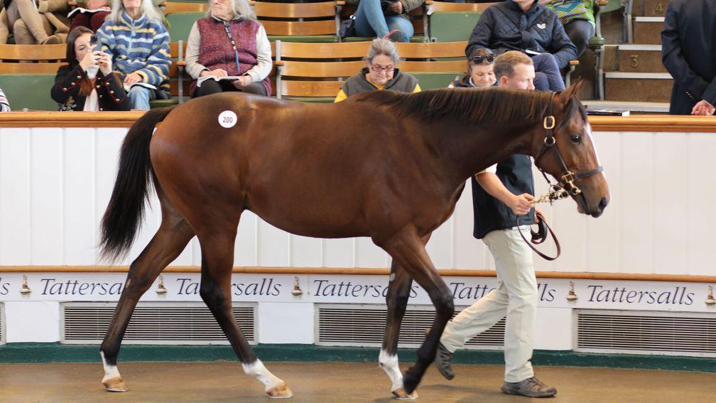 The 900,000gns Kingman colt is the final foal out of Without You Babe 
