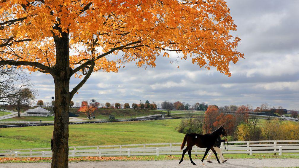 The autumnal scenes at Keeneland 