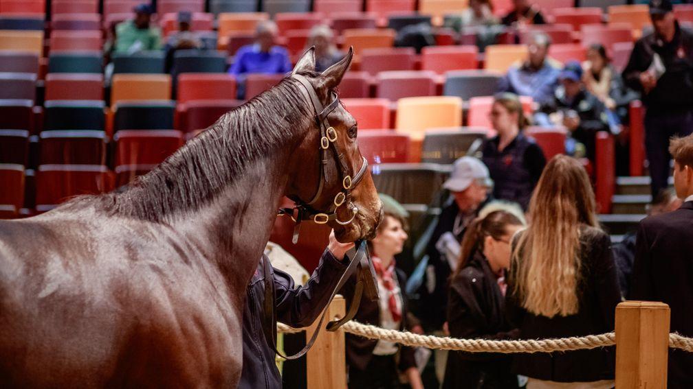 The More Than Ready colt bought by Matt Coleman looks out into the Arqana auditorium