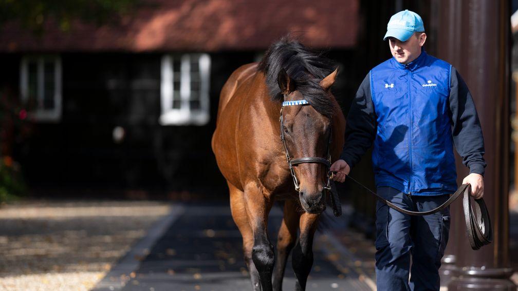 Dubawi, pictured at Dalham Hall Stud last year, remains at £350,000