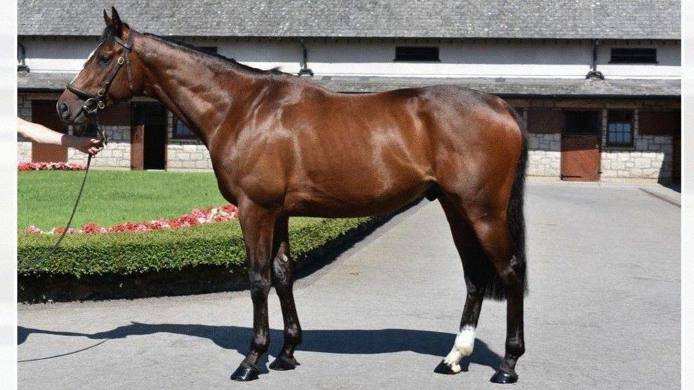 Delphian: also hails from the family of successful sire Oasis Dream