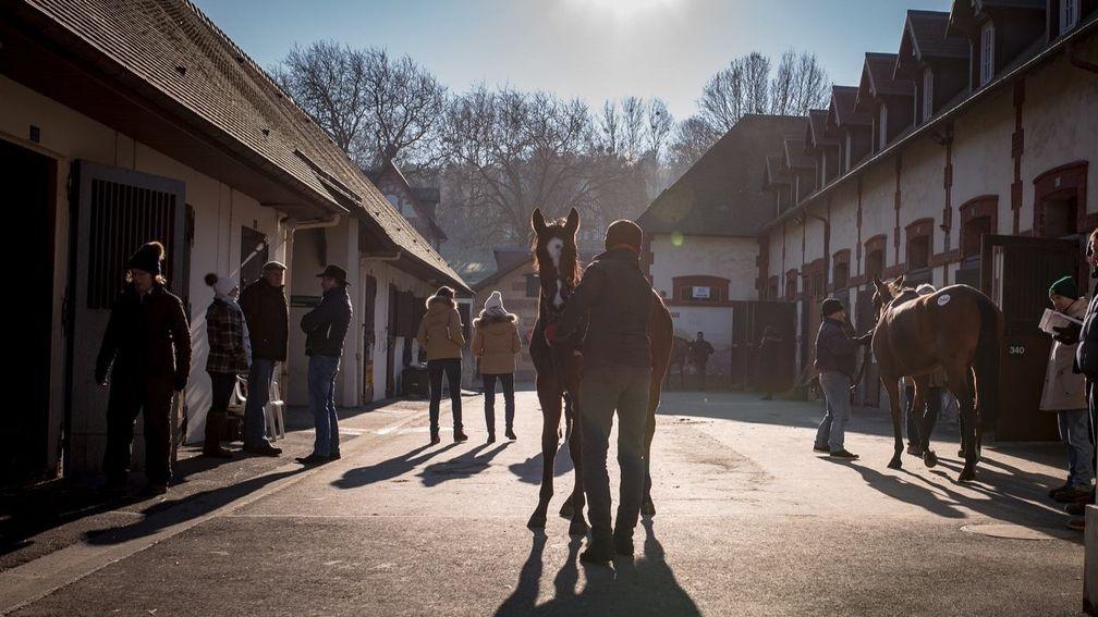 A lot is inspected at the Arqana December Breeding Stock Sale