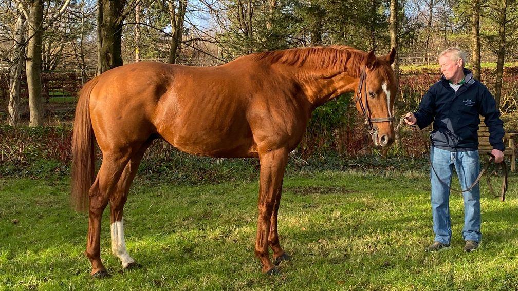 Rich History: a new recruit to Kedrah House Stud's roster in 2022