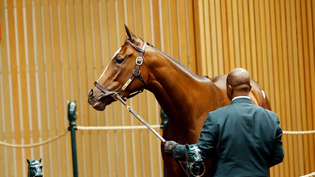 Three Witches takes her turn in the ring during the Keeneland November Sale