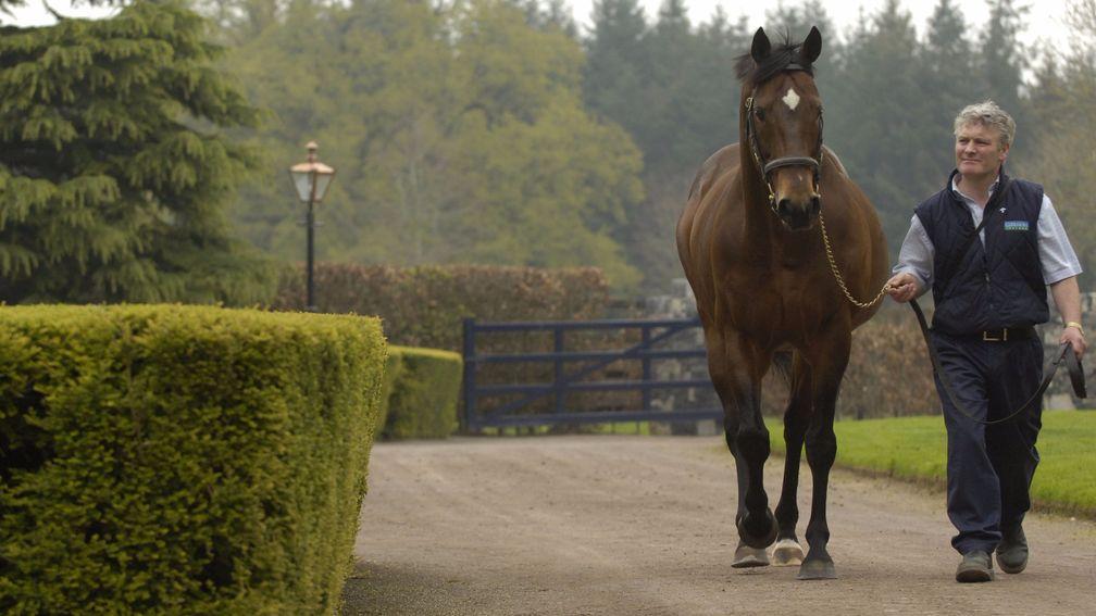 Danehill Dancer: the champion sire of 2009 pictured at Coolmore