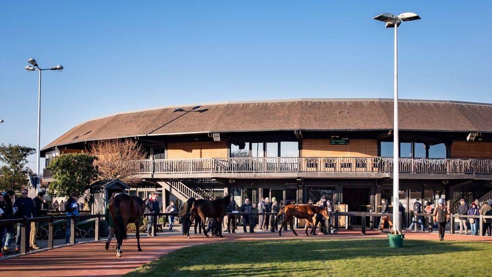 Arqana: lots prepare to enter the ring at the Breeding Stock Sale