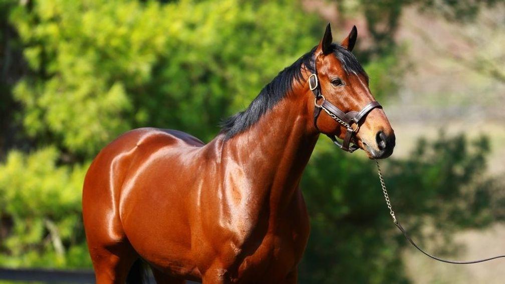 American Pharoah: leading first-crop sire in US on just about every metric