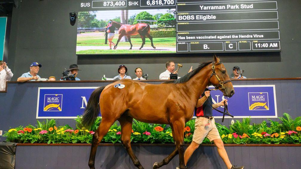 The top-priced I Am Invincible colt sold to Te Akau and Coolmore