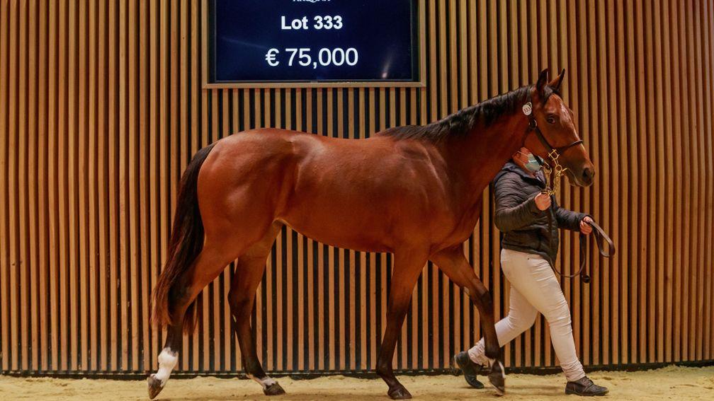 Al Shaqab struck at €75,000 for a daughter of record-breaking first season sire Mehmas
