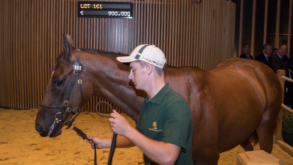 One for Godolphin: Invincible Spirit x Mayhem filly bought by Anthony Stroud