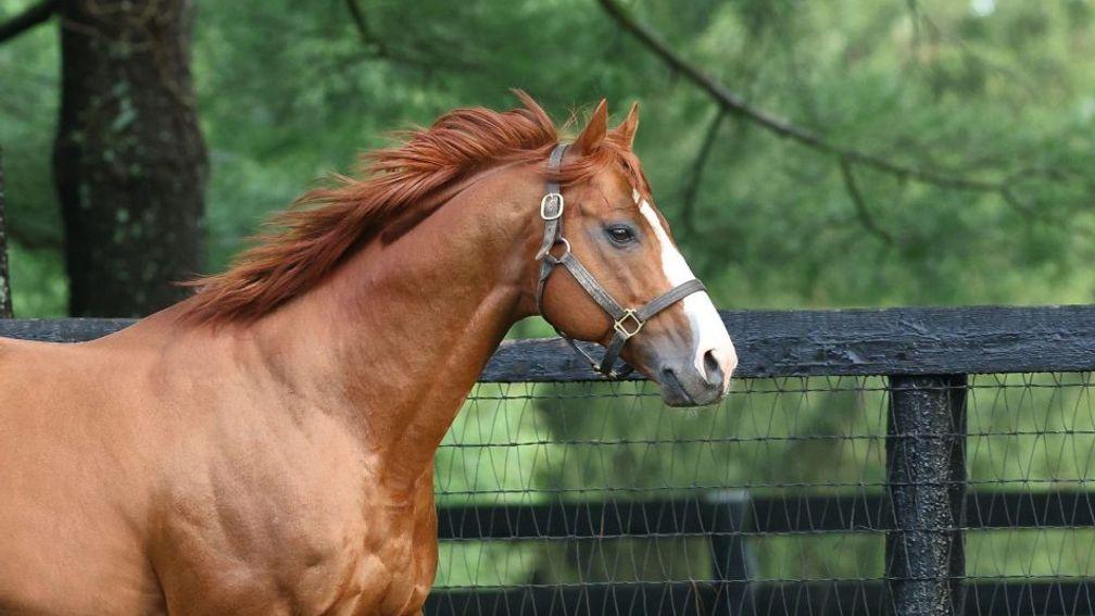 Justify: sire on fire in 2023
