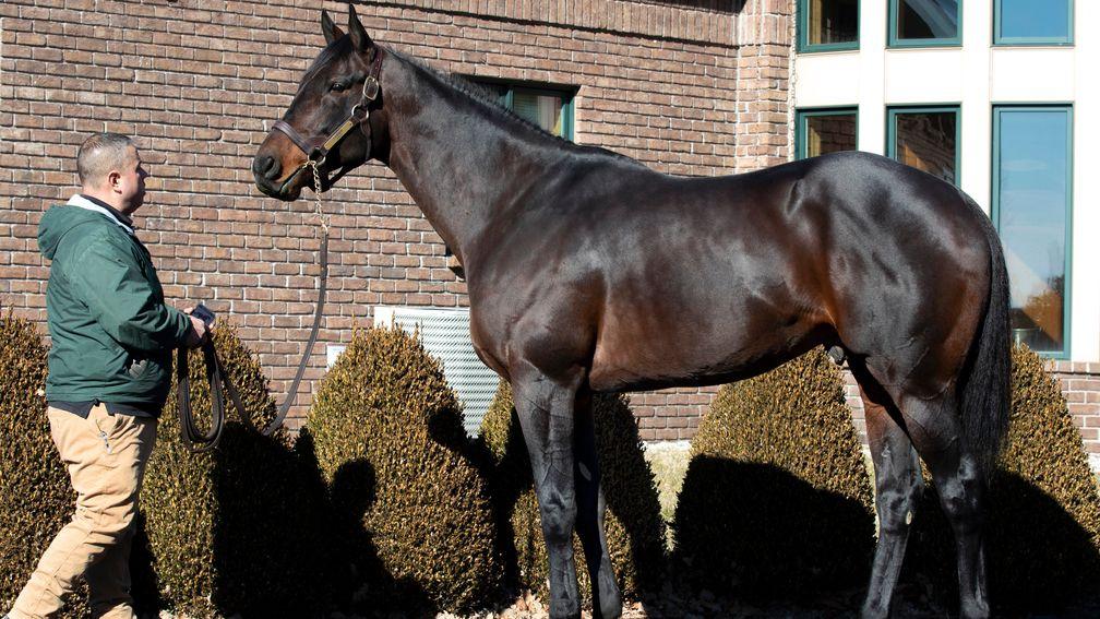 Laoban, pictured at WinStar Farm, has been extremely well received by Kentucky breeders
