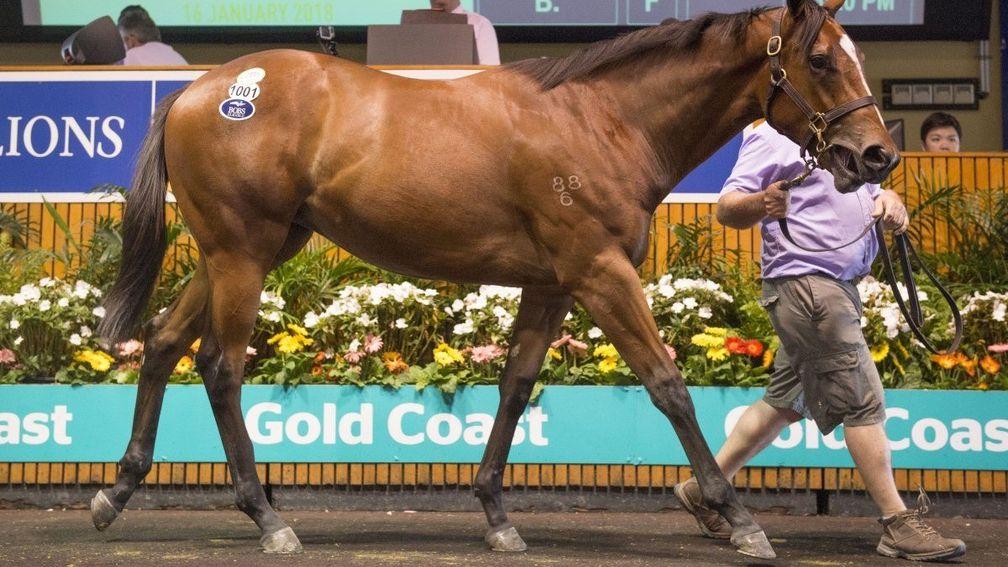 The Not A Single Doubt filly snapped up by Henry Plumptre and Cambridge Stud for A$280,000