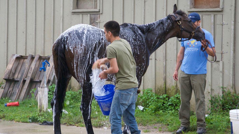 One horse receives a washdown