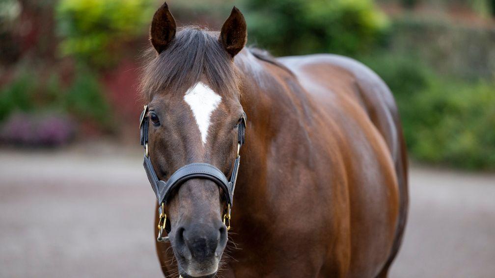 New Bay: Ballylinch Stud's high-rising young stallion