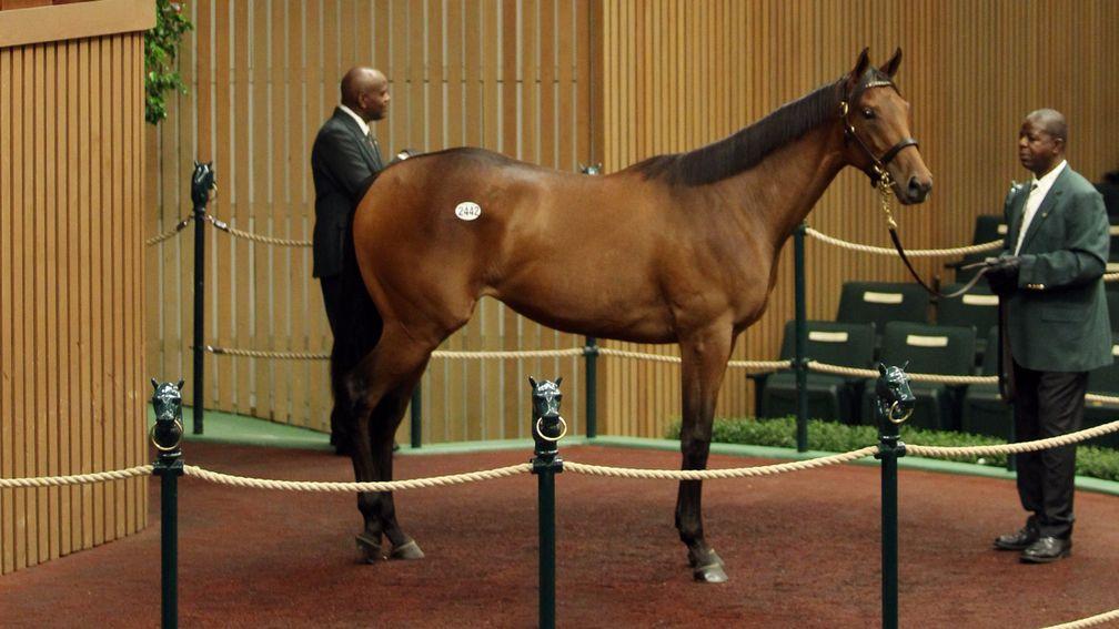 This $260,000 Bodemeister filly was the other big sale for Warrendale