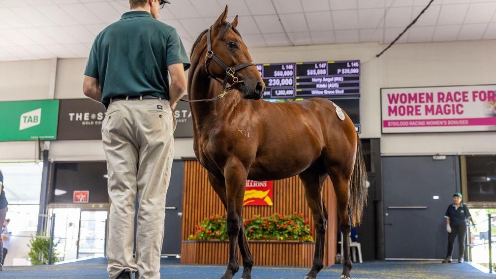 The Harry Angel colt out of Kibibi sells to Hong Kong agent George Moore for $230,000 at the Magic Millions Adelaide Yearling Sale