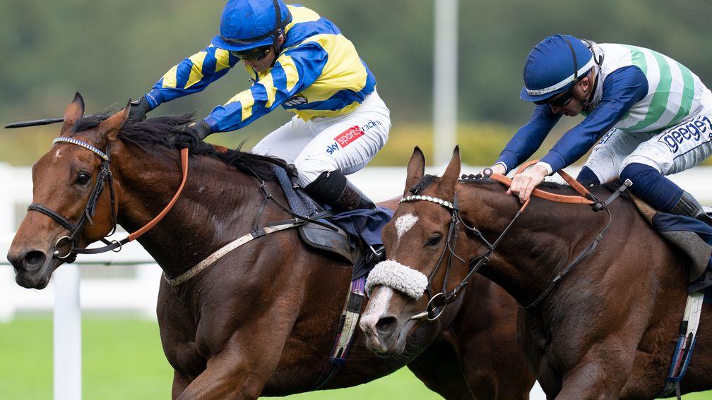 Coltrane (near side) battles it out with Trueshan in last year's Long Distance Cup at Ascot
