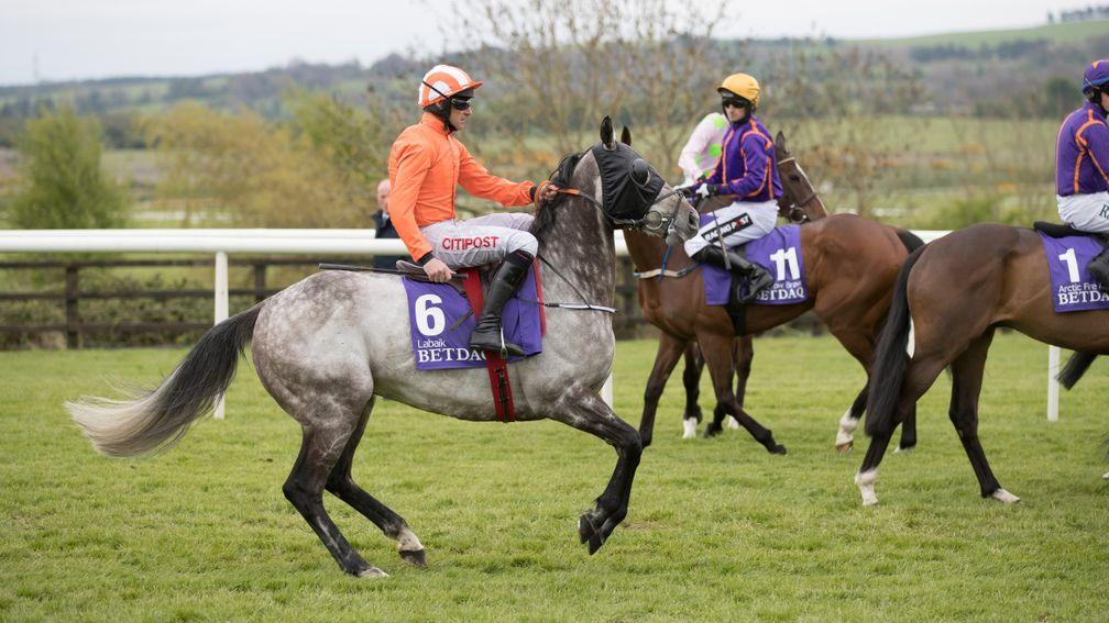 Nervous moments: Labaik at the start before finishing fourth in the Betdaq Champion Hurdle