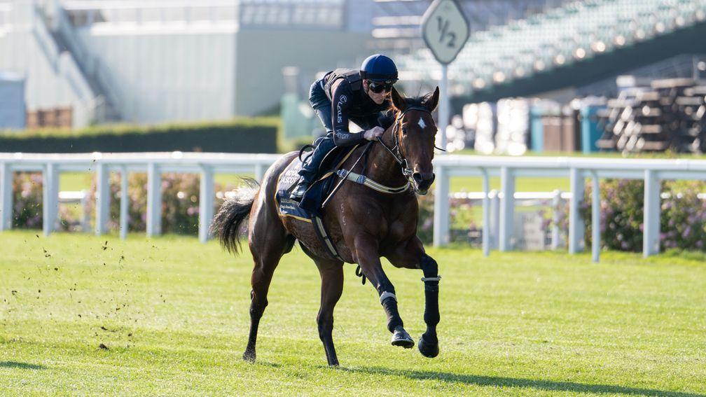 Coolangatta: dual Group 1 winner's final start came in the King's Stand Stakes at Royal Ascot