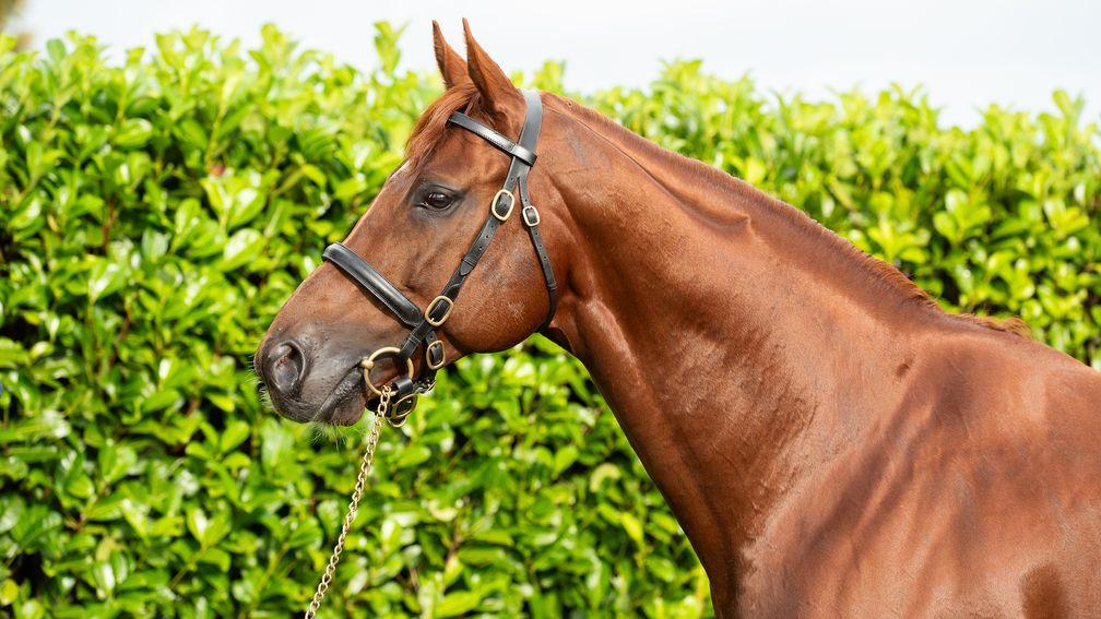 Hurricane Lane: triple Group 1 winner will stand at Grange Stud for an opening fee of €6,000