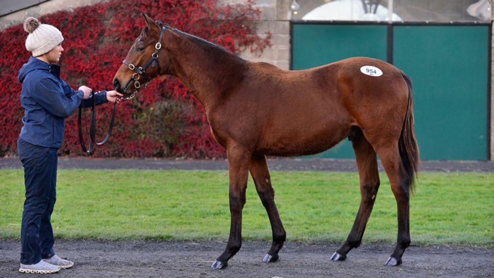 The session-topping Old Persian colt out of Mariet poses after his sale at Tattersalls Ireland