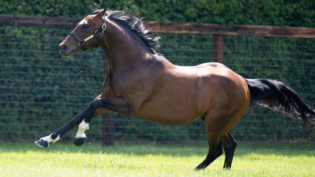 Frankel: his half-sister's son catches the eye at Newbury ahead of his debut