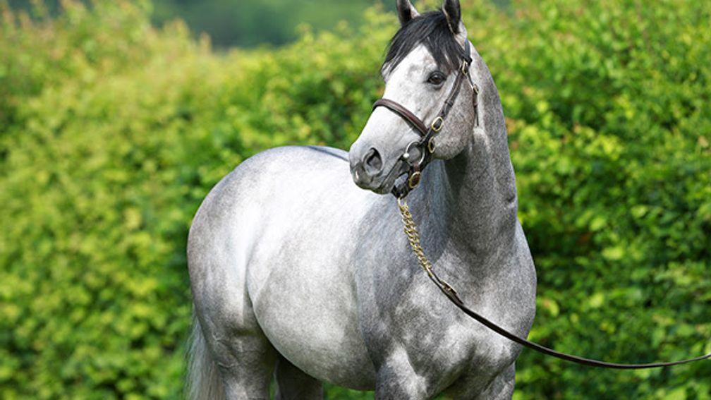 Havana Grey: breeding right to the up-and-coming sire topped the Tattersalls Online November Sale