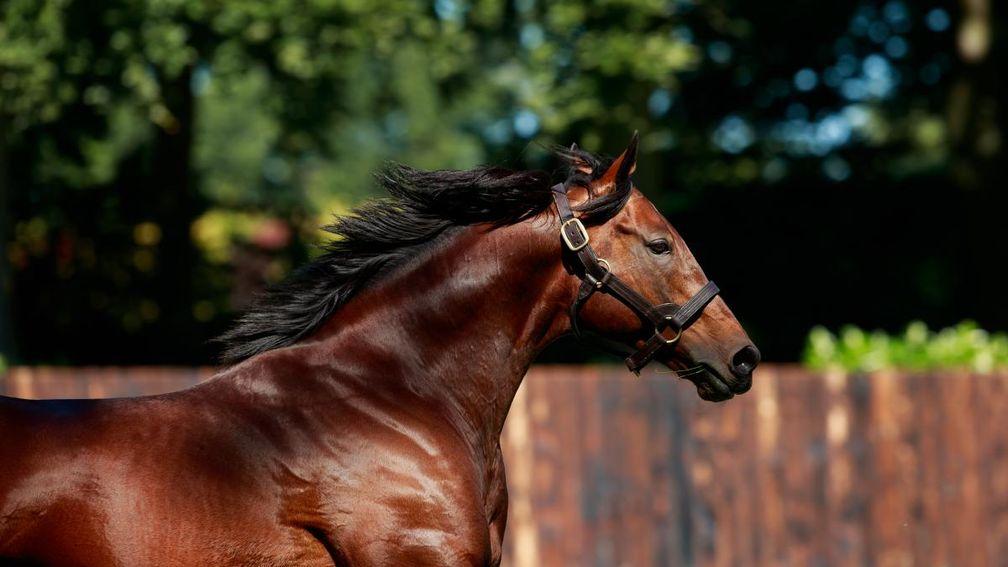 City Light: Haras d'Etreham sire was represented with his first winner at Saint-Cloud on Wednesday