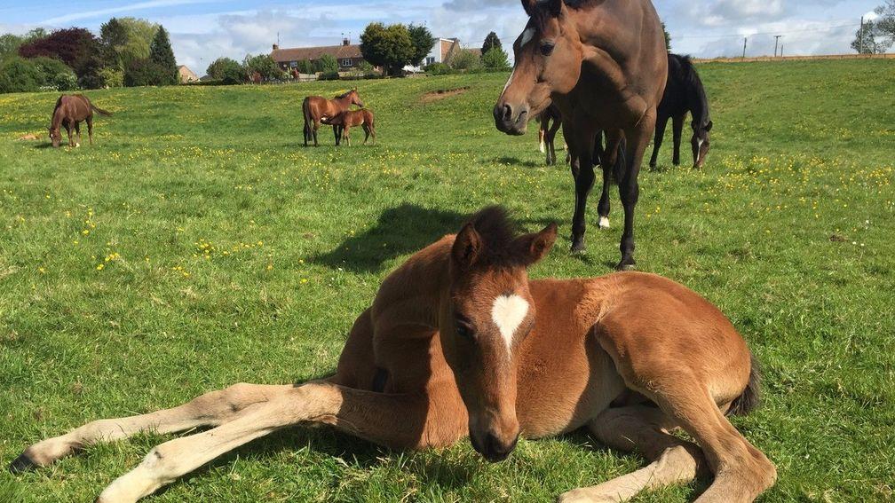 Some of the mares and foals charged with extending Manor Farm Stud's remarkable record
