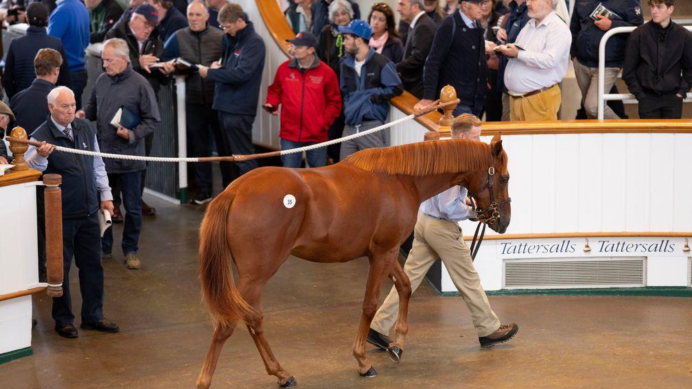 Blue Diamond Stud's Dubawi half-brother to Nashwa realises 725,000gns to Oliver St Lawrence at Tattersalls Book 1