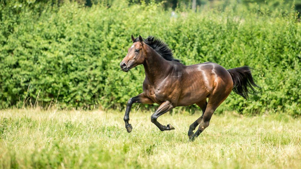 Ardad: most popular British-based sire of 2022 will again stand for £12,500