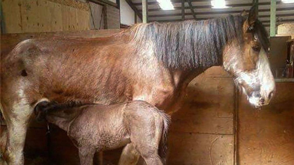 Foster mares like this one are an important part of the breeding industry