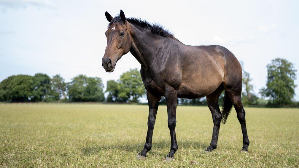 Constitution Hill pictured in his paddock at Charlie and Tracy Vigors' Hillwood Stud near Marlborough, Wiltshire