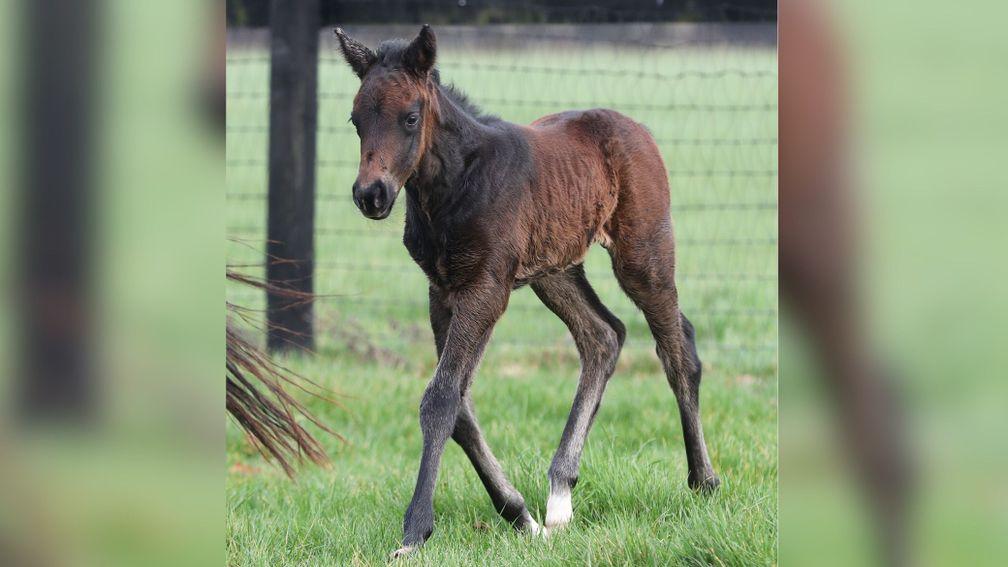 This dashing colt is the first foal for both El Kabeir and the Grade 3-placed Shes Ranger