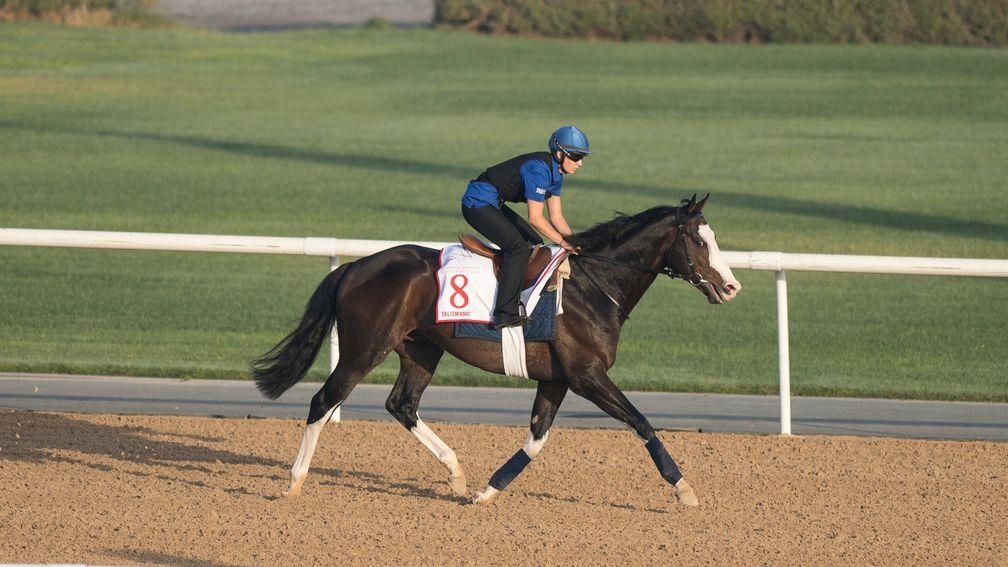 Breeders' Cup Turf winner Talismanic trains on the main track at Meydan ahead of his first attempt on dirt