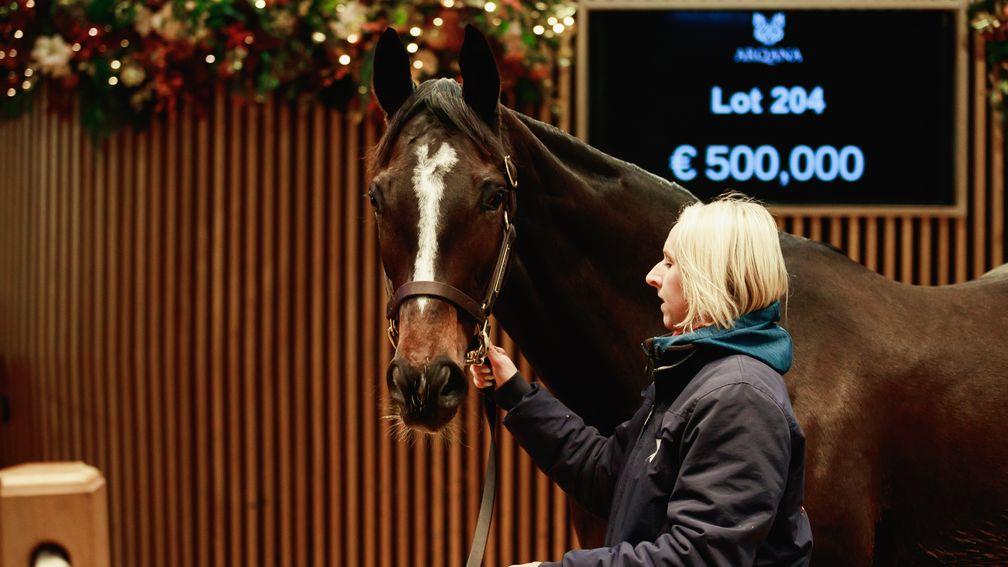 Sibila Spain: exciting new recruit for Newsells Park Stud at €2m