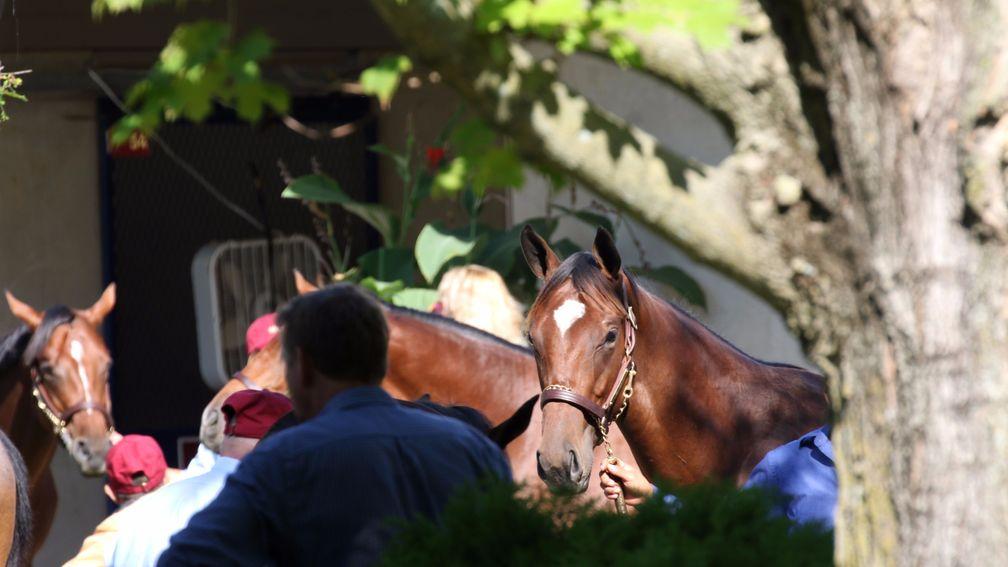 Lots under inspection at the Fasig-Tipton sales ground prior to the new sale