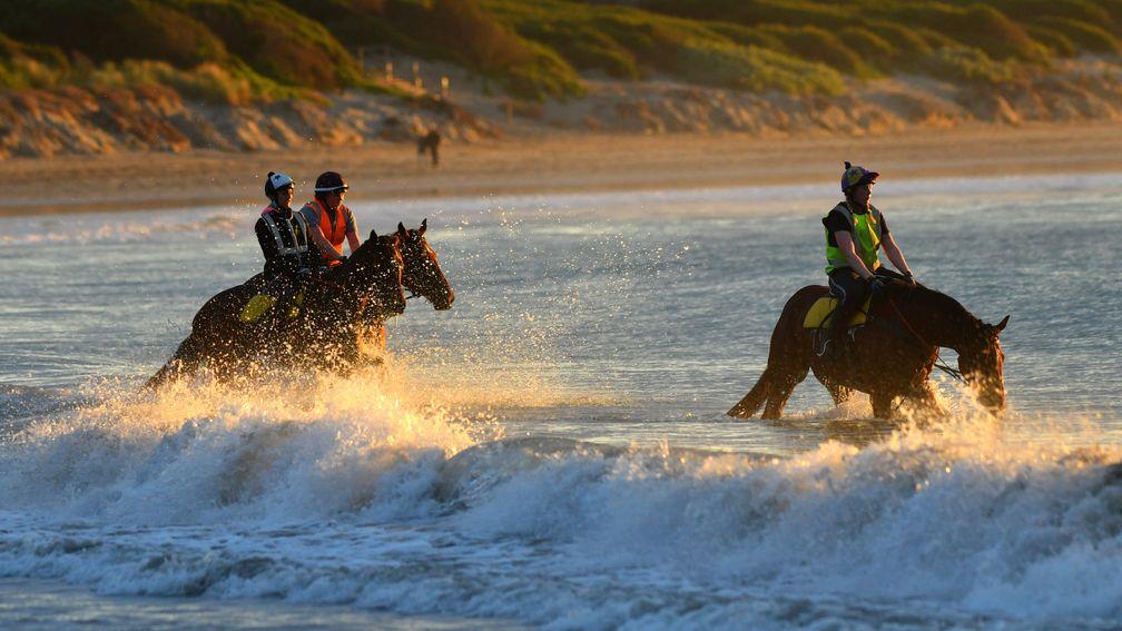 Horses are seen doing beach work at Lady Bay beach