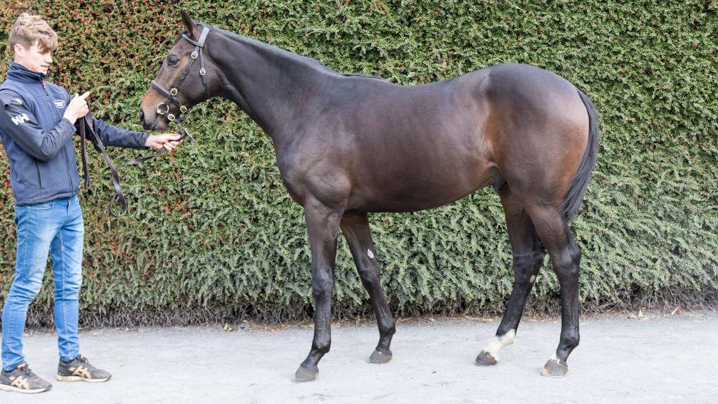 Lot 475: the Excelebration half-brother to Lady Kaya
