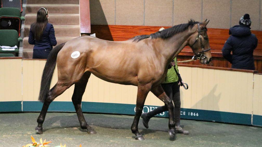 Bridal Knot: three-parts sister to Might Bite sells to Seamus Byrne for €90,000