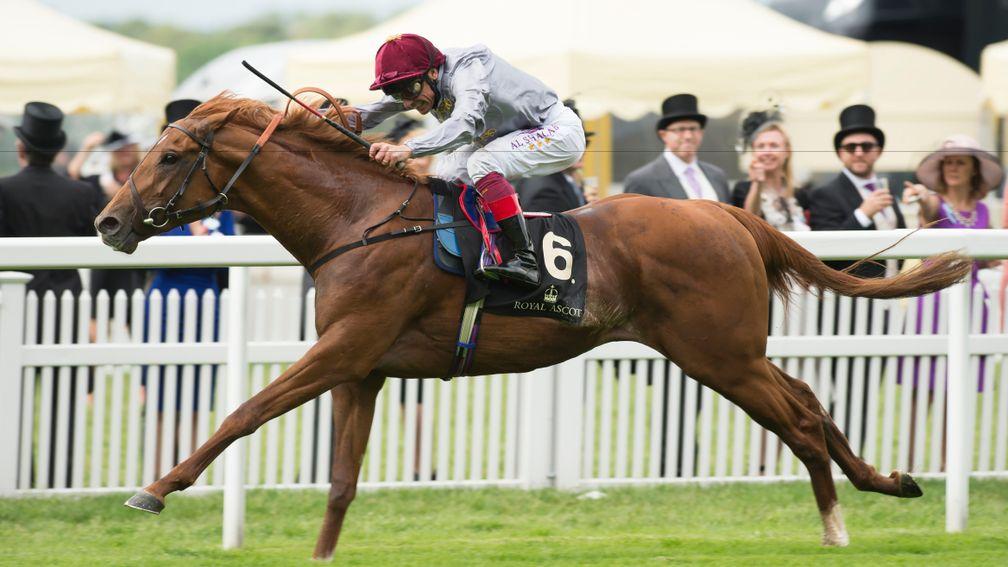 Galileo Gold: top-class miler and resident at Tally-Ho