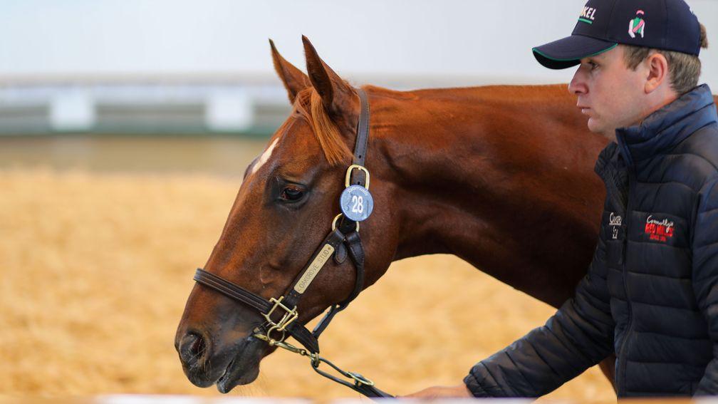 The Frankel colt out of Poplin who became an Oakgrove Stud record-breaker