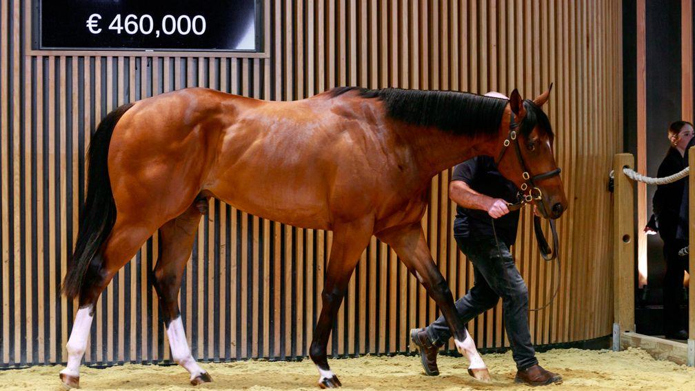 A Not This Time colt from the Gaybrook Lodge draft made €460,000 at Arqana on Saturday