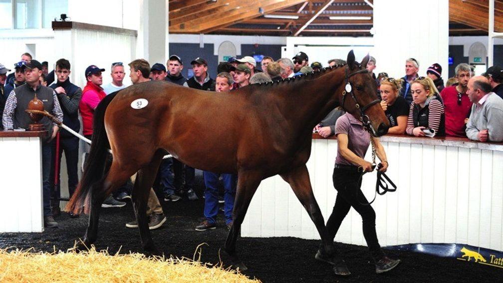 The sale-topping son of Getaway in the Fairyhouse ring before being knocked down to Gearoid Costelloe for €58,000